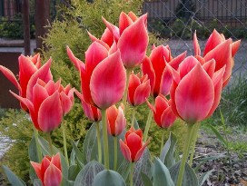 Tulipany z warszawskiej hodowli Andzi Grzebulskiej Chęcińskiej