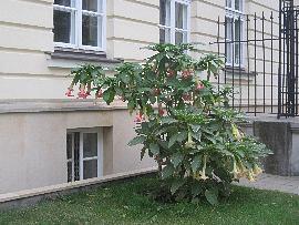 Datury - Kwiaty w Uniwersytecie Warszawskim