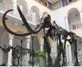 Szkielet mamuta w Państwowym Instytucie Geologicznym