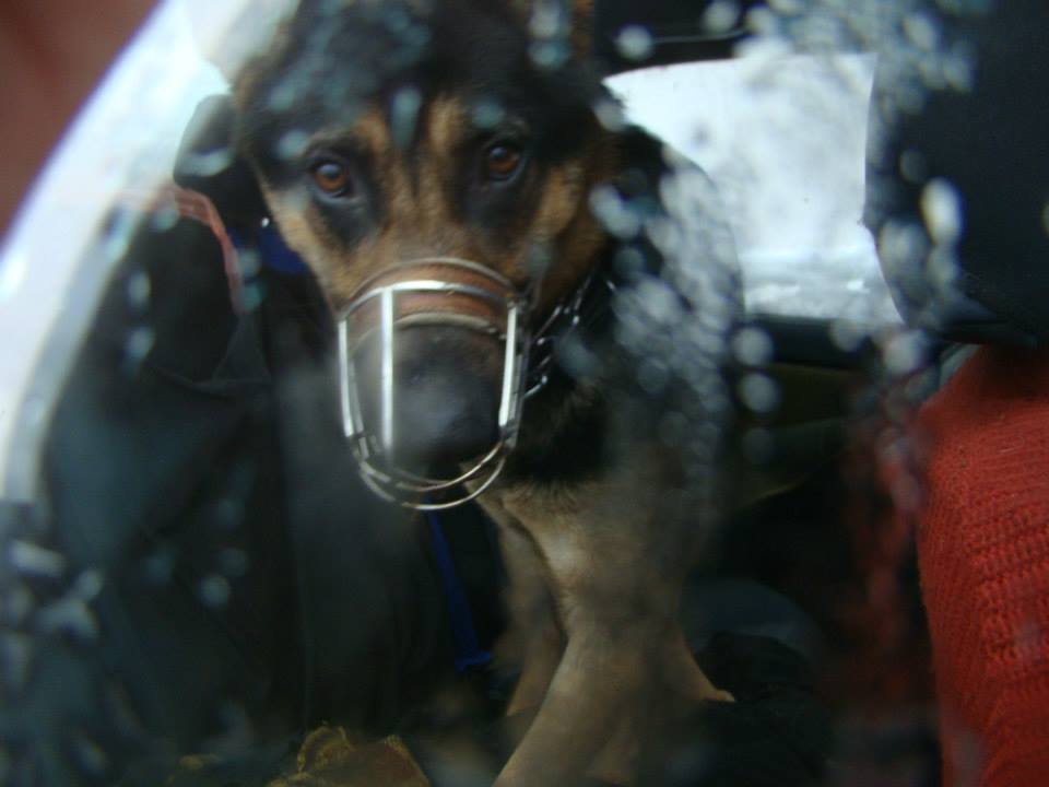 Pies zamknięty w samochodzie w zimę.