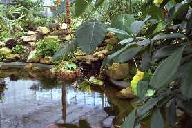 Palmiarnia (Ogród Botaniczny PAN)
